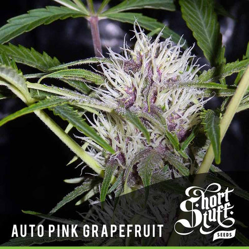 Short Stuff - Auto Pink Grapefruit